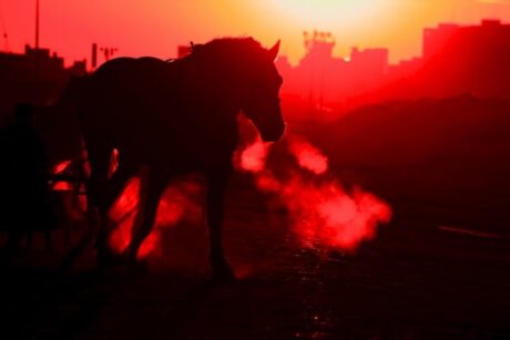 血統分析プログラムから見るクラブ馬たちの成績