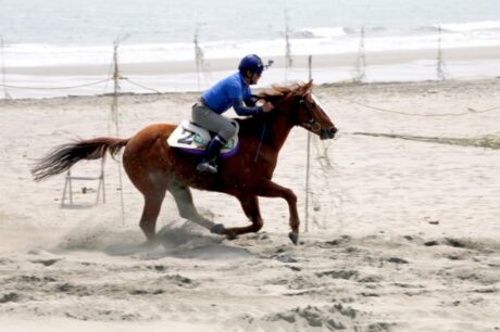 投資対象馬１頭出資しました。