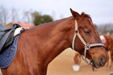 サラブレッドクラブライオンの募集馬の血統診断