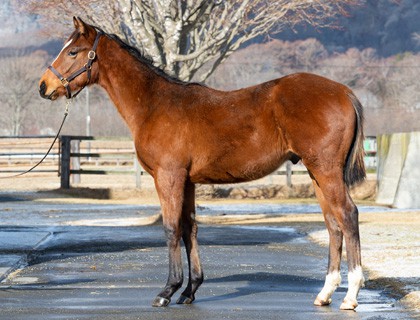 アルーリングハートの2019～投資のための血統診断～【競走馬名未定】