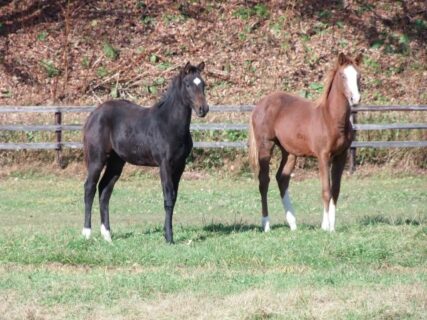 キズナ産駒年間100勝達成～一口馬主的にお得な種牡馬はどれ??～