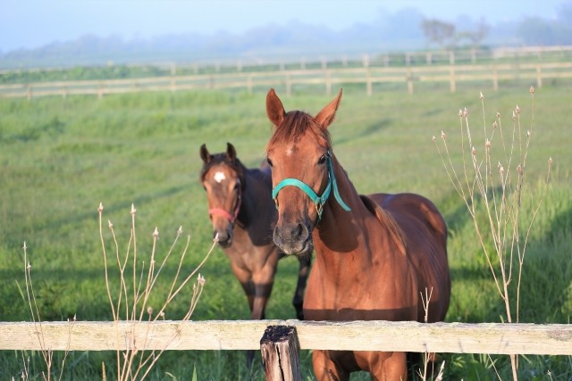 一口馬主投資において牝馬は買いなのか?