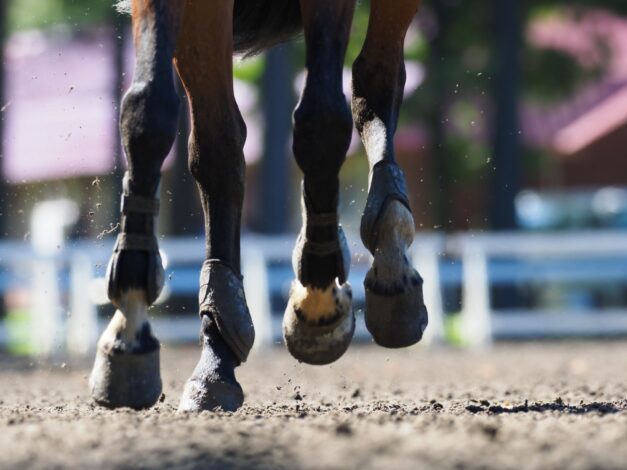 2021年夏競馬を終えて~血統診断プログラムの精度を考えてみる~