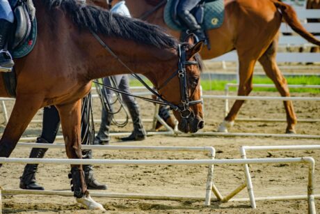 新種牡馬レイデオロ~募集馬でレイデオロ産駒がいたらどうする？~