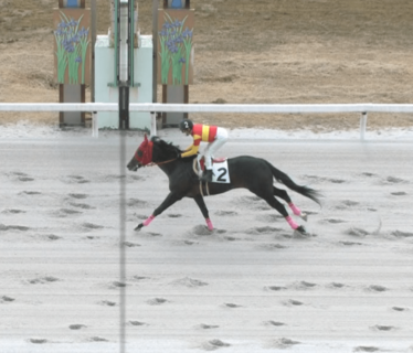 地方競馬とJRAのレベルを考える~フォルティウスはJRAに復帰したとして通用するのか~